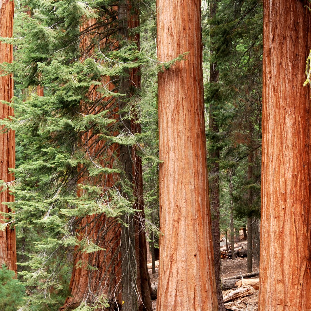 TeravanaFdn's tweet image. Redwoods are the tallest #conifers, not to mention the tallest trees on Earth. Conifers have been around for hundreds of millions of years, survivng a meteor-induced &quot;impact winter&quot; that wiped out the dinosaurs &amp;amp; every other geographical disaster that has come along. #treefacts