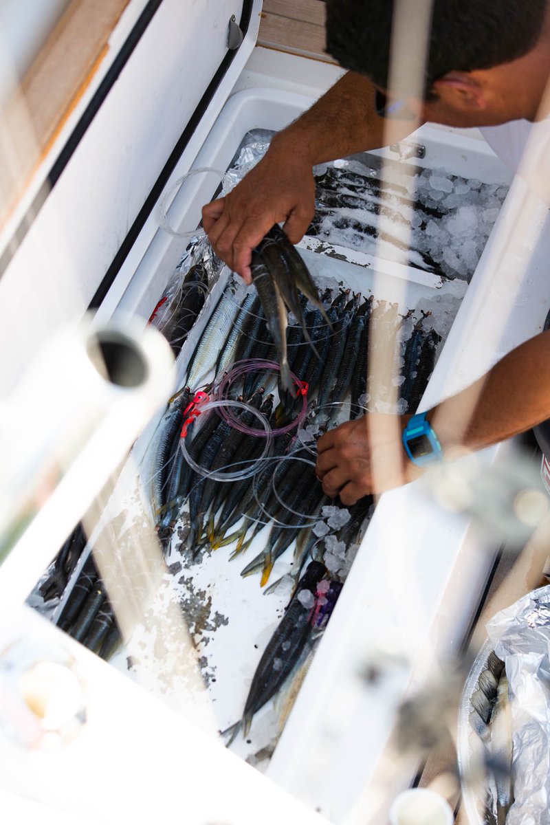 TheSFC_official's tweet photo. Success is in the preparation 🔑
@ClubNauticoSD #SportFishingChampionship https://t.co/13LmoECsJk
