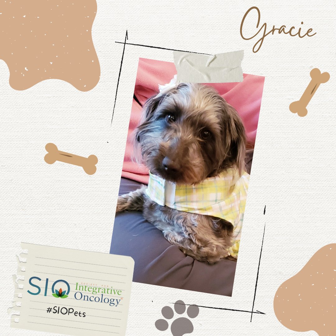 Integrativeonc's tweet photo. Here’s Gracie, furbaby of Milagros Elia, APRN, ANP-BC, #patientadvocate, #nurse, and #SIOHealthEquity Committee member who is committed to #greenspace and #environmentalhealth. @Milagros1Elia
#SIOPets #integrativeoncology #integrativeonc #climatechange https://t.co/eO1TBZY3qJ