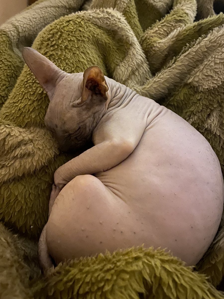 FicusNight's tweet photo. Я завела инопланетянина и это было лучшее мое решение #кот #cat #AnimalsLover https://t.co/VG7Xug9Wav