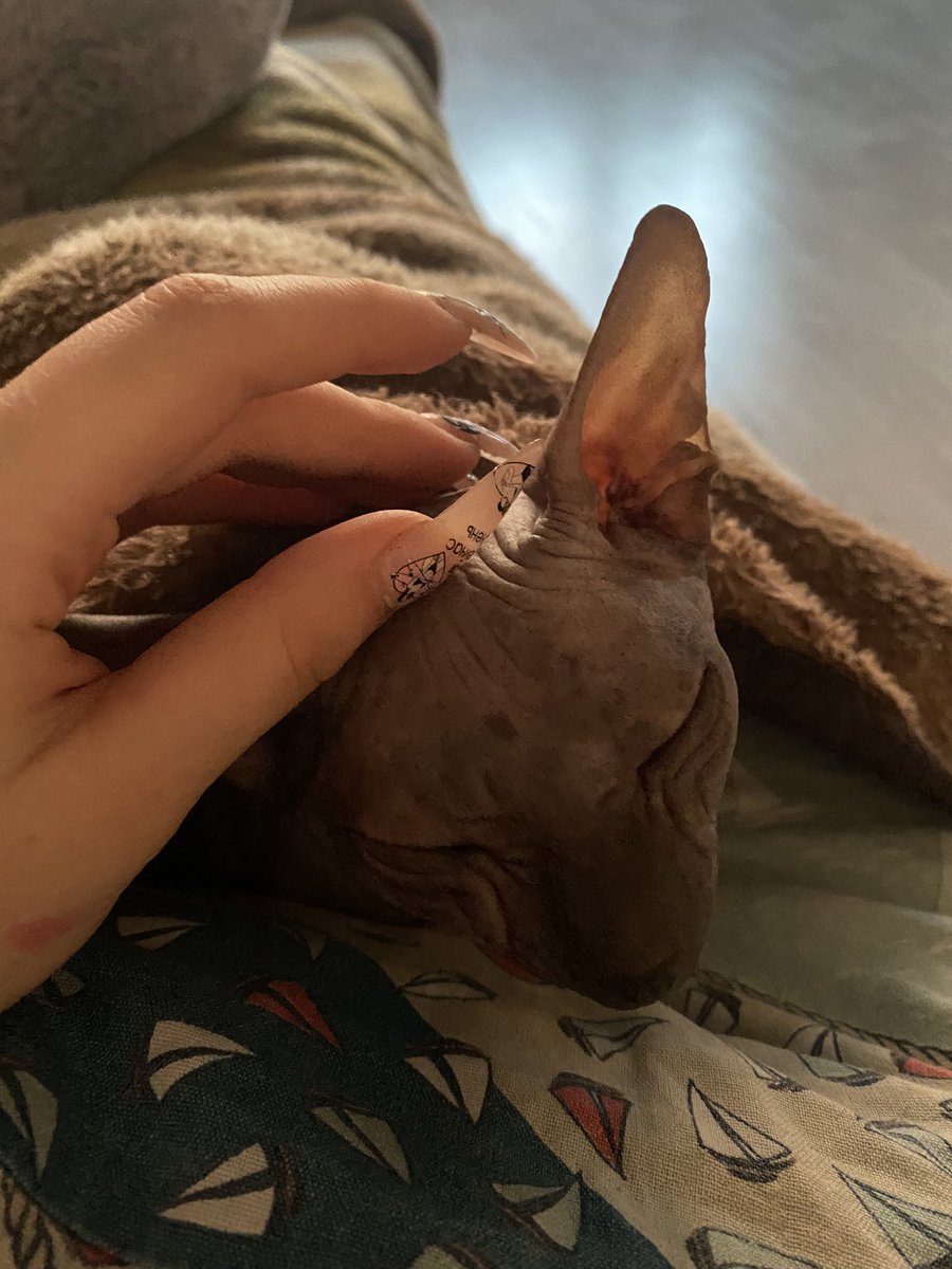 FicusNight's tweet photo. Я завела инопланетянина и это было лучшее мое решение #кот #cat #AnimalsLover https://t.co/VG7Xug9Wav