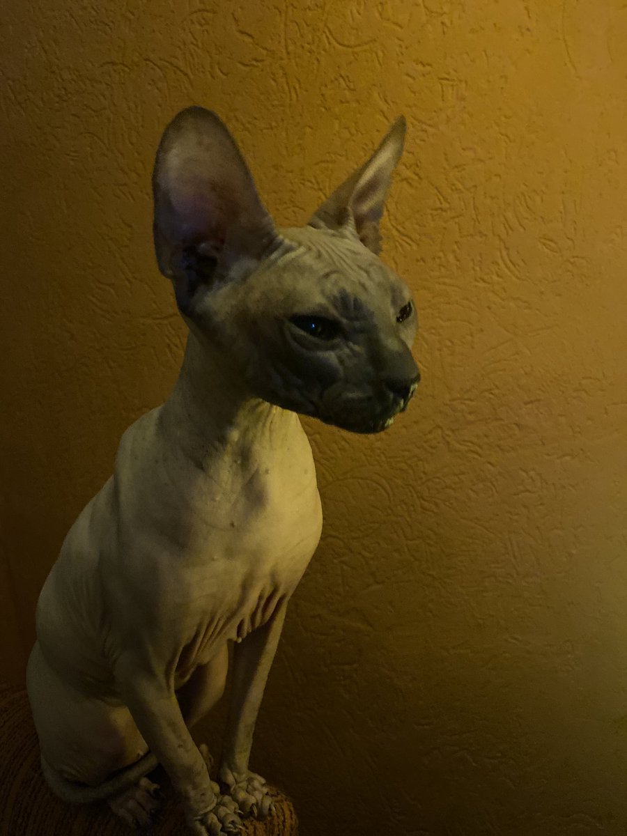 FicusNight's tweet photo. Я завела инопланетянина и это было лучшее мое решение #кот #cat #AnimalsLover https://t.co/VG7Xug9Wav