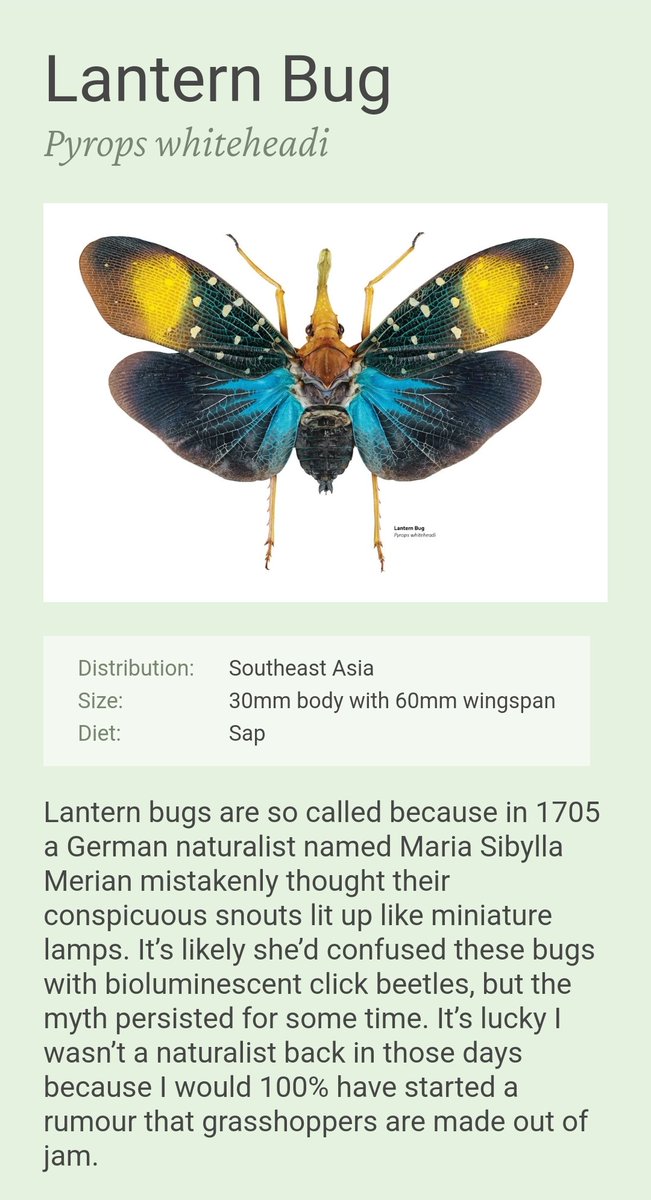 Another illustration from my website for #InverteFest, this time an incredible lantern bug