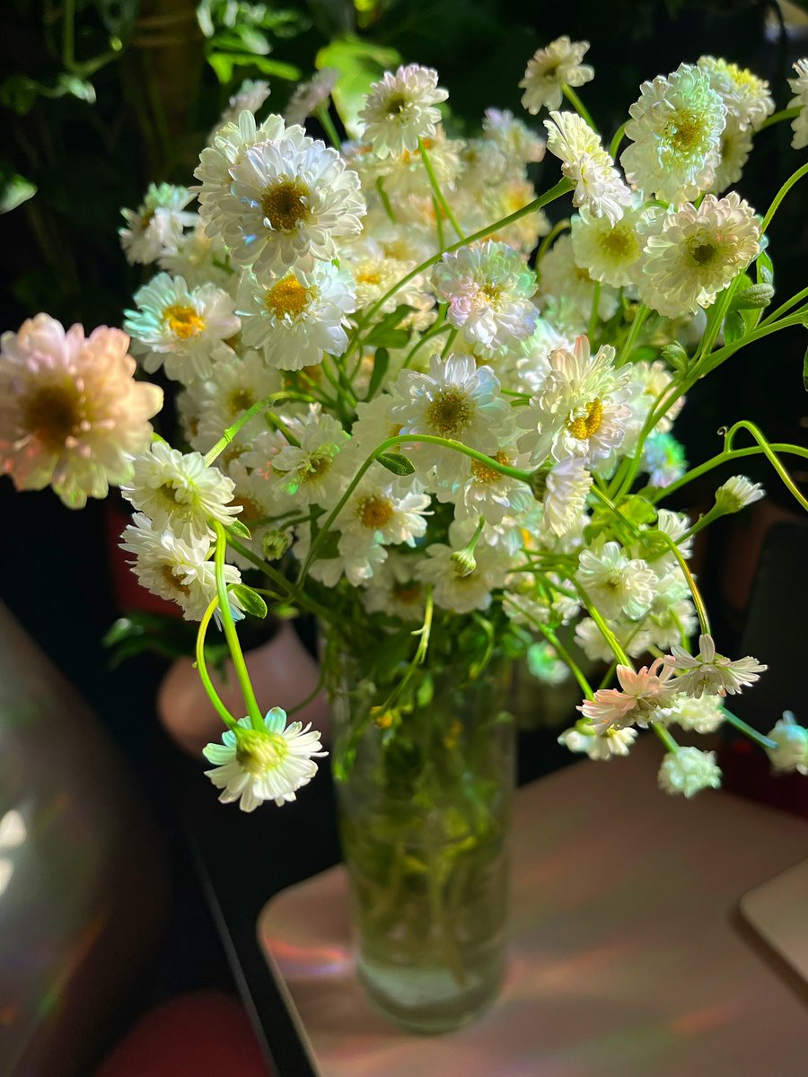 lilcherrytee's tweet photo. it’s the simple things 🤍
like $5 flowers from safeway 🌼 https://t.co/VJTjprK5oI