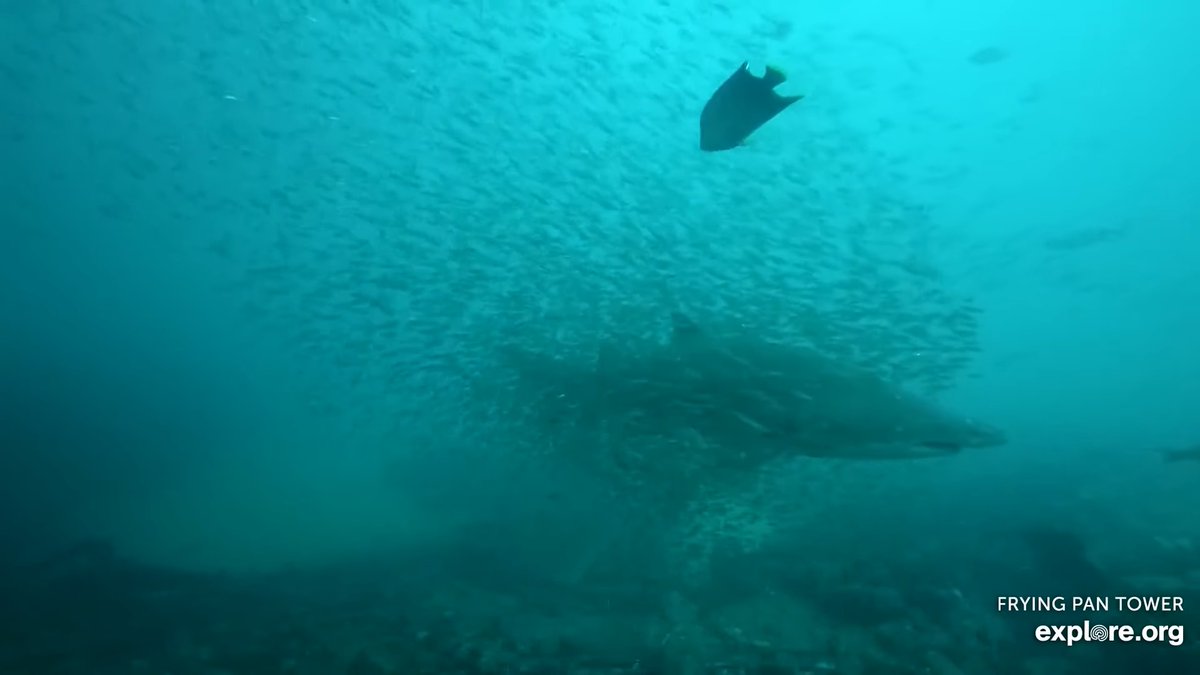 SpotASharkUSA's tweet photo. #SharkCam through @exploreorg , @FPTower , and Dr. Burge at CCU has been a long-time collaborator with SAS USA and our team is so glad the cam is live again!
Check it out:  https://t.co/butbrKG6rM
📸SharkCam/explore.org https://t.co/2NMvWs5HH0
