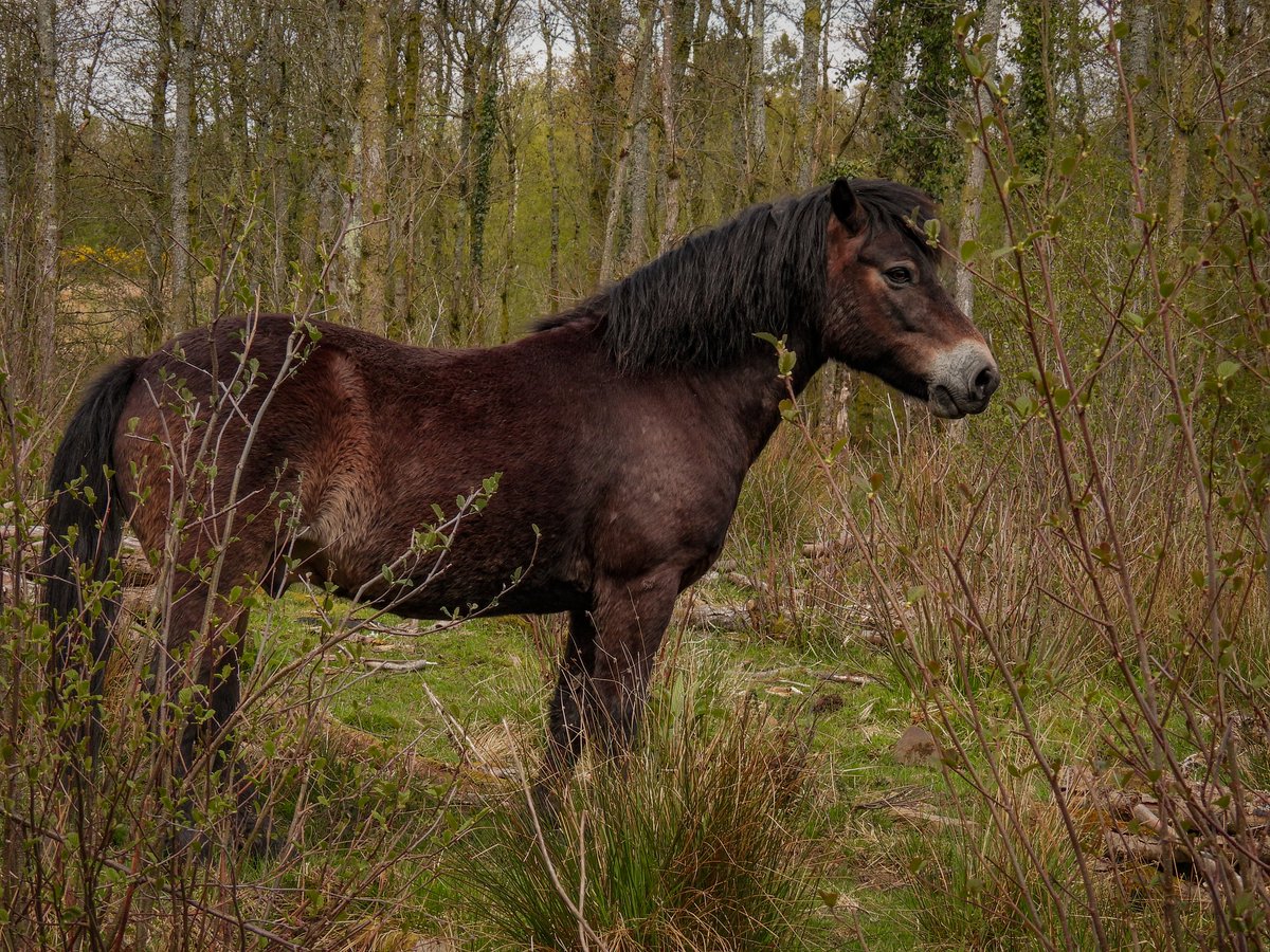 Exmoor pony 🐴 #photography #exmoorpony #horse #nikon #adobelightroom #nature #forestofdean #coleford