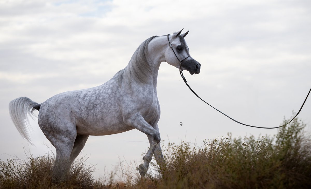 فيصل بن جفين tweet media