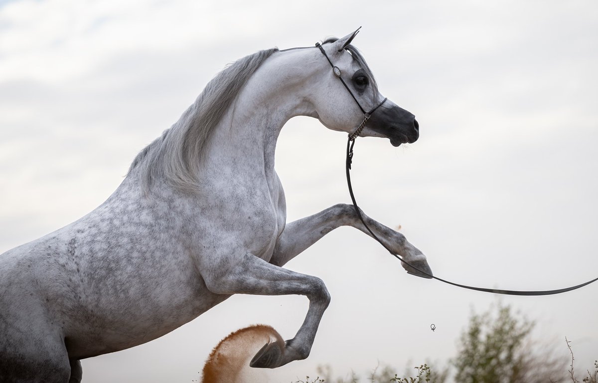 فيصل بن جفين tweet media