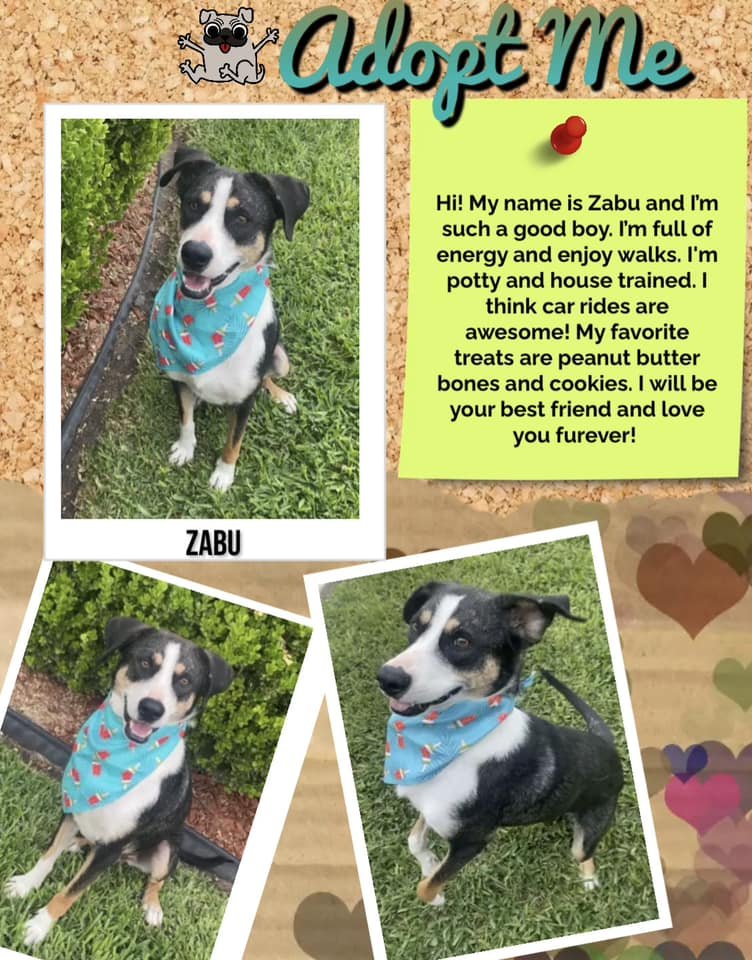 Sandra Cristina (@sandrak93322487) on Twitter photo Zabu is now safe in a loving foster home but still needs help, a rescue or an earth angel to fall in love with the treasure would be fabulous🐶He's been waiting for so long, many months💔🥹There must be someone out there who can save Zabu ⁉️
📧rescue@pvastx.org Zabu is now safe in a loving foster home but still needs help, a rescue or an earth angel to fall in love with the treasure would be fabulous🐶He's been waiting for so long, many months💔🥹There must be someone out there who can save Zabu ⁉️
📧rescue@pvastx.org