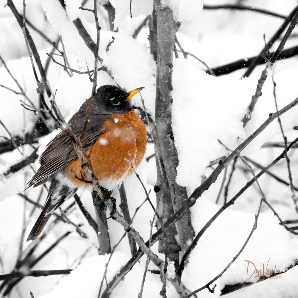 dvawter's tweet photo. Snowy Robin https://t.co/Tk1PbmOOgt https://t.co/6iFsRPgzYh