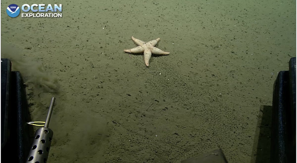 echinoblog's tweet photo. PLUS!! We get to see STARFISH TRACKS! #ichnos NEVER little tube feet tracks in the sediment! #Okeanos never seen those before! Nitinat Canyon 2 of 2 #echinoday https://t.co/B4TBcK5IM5