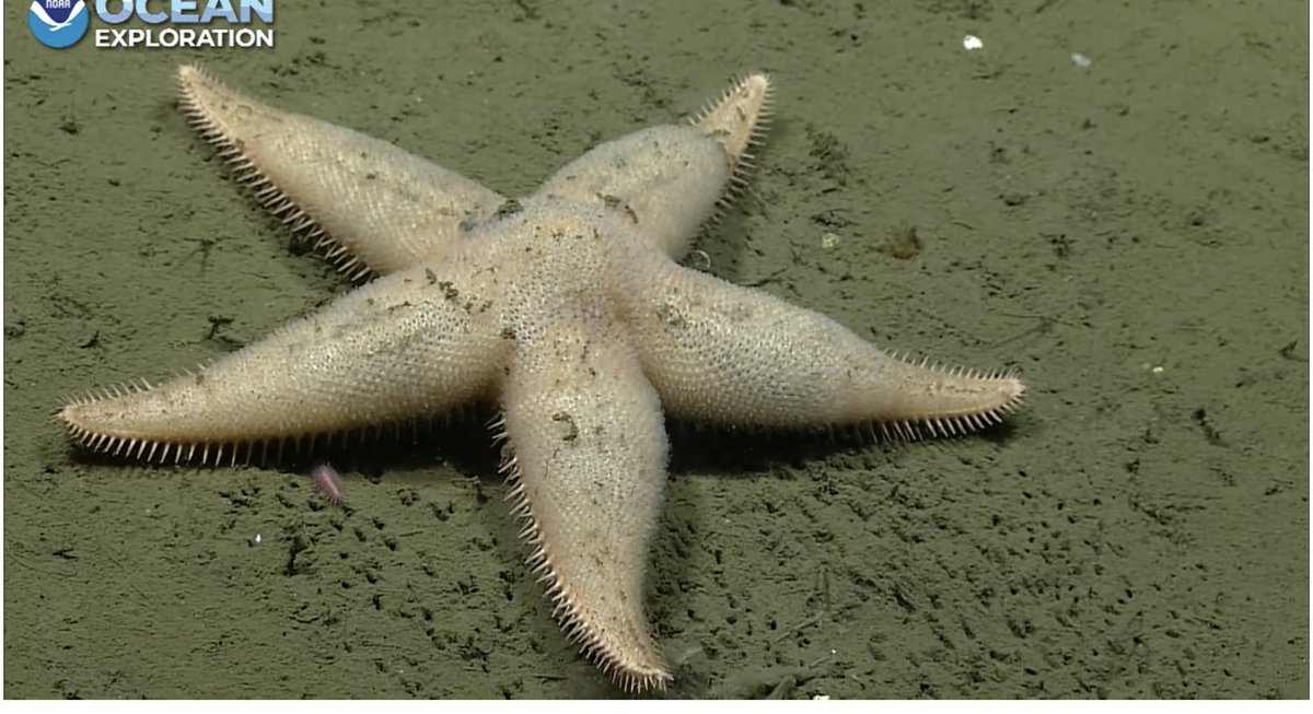 echinoblog's tweet photo. PLUS!! We get to see STARFISH TRACKS! #ichnos NEVER little tube feet tracks in the sediment! #Okeanos never seen those before! Nitinat Canyon 2 of 2 #echinoday https://t.co/B4TBcK5IM5
