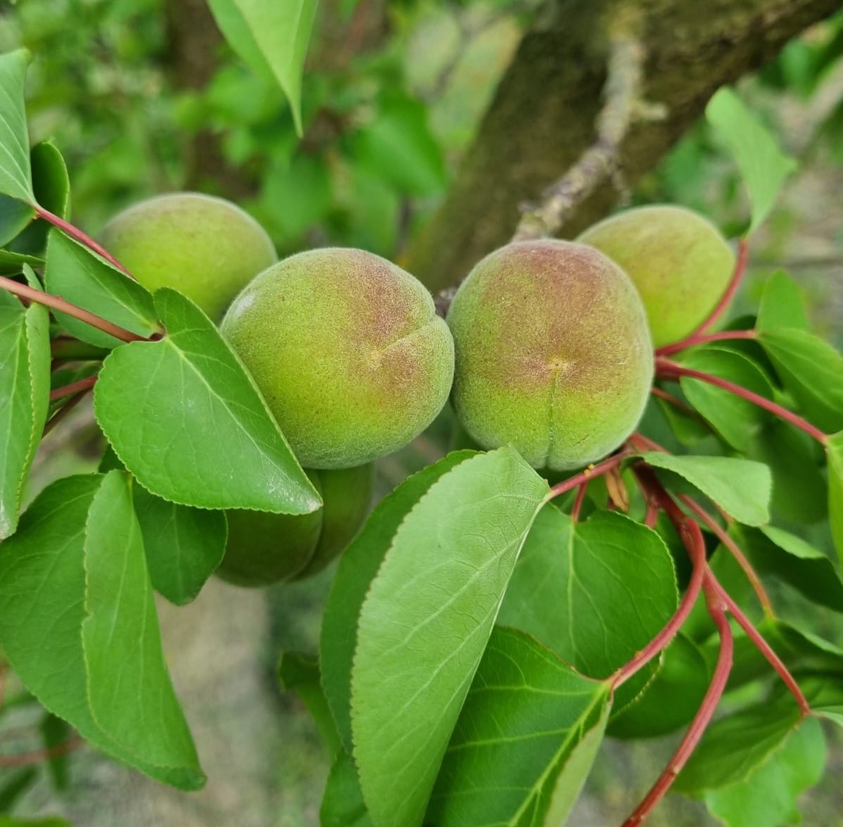 BoixoMas's tweet photo. Com cada any per aquestes dates els abricocs ja van madurant. Aquest és un arbre que aguanta molt bé la sequera i sortosament no afectarà la producció dels albercocs.
#albercocs🍑 #collita2023 #sequera2023 https://t.co/idHY0MWvcj