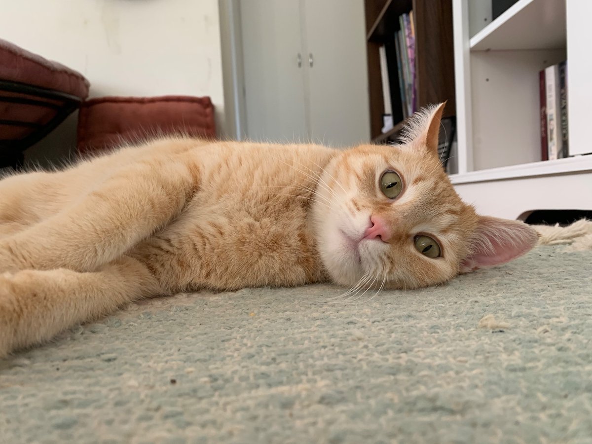 Zoe "Stumptown" Serbin tweet media