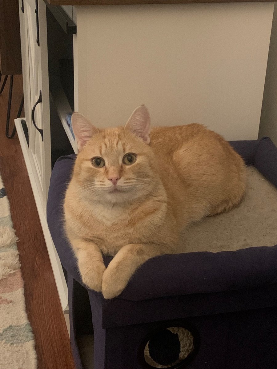 Zoe "Stumptown" Serbin tweet media