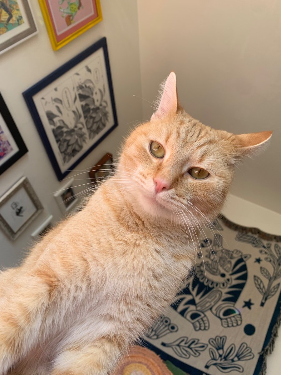 Zoe "Stumptown" Serbin tweet media