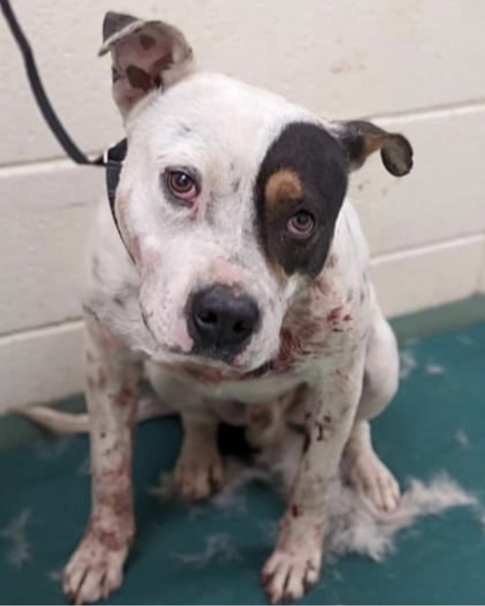 reddogsusie's tweet photo. #TN #MEMPHIS
🆘HOMELESS IS MEMPHIS🆘
Preston 2yo boy Covered in wounds or skin condition-no med notes yet. Such a pleading face-surely some1 can show him kindness &amp; give him a good home🙏🏻
#ADOPT #RESCUE #FOSTER #PLEDGE #MASA23040
https://t.co/YPMDjnE3Nw https://t.co/UTA61P5eWz