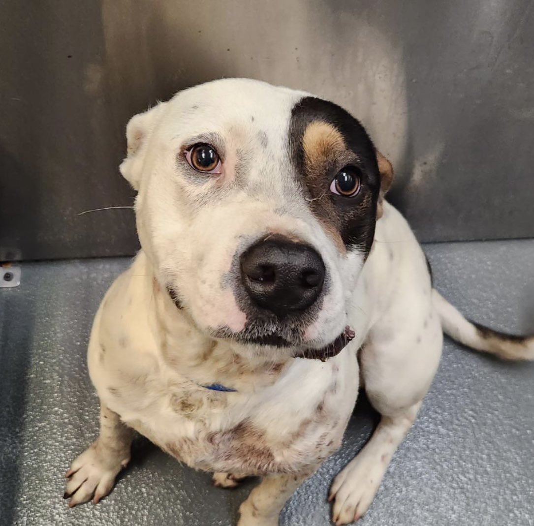 #TN #MEMPHIS
🆘HOMELESS IS MEMPHIS🆘
Preston 2yo boy Covered in wounds or skin condition-no med notes yet. Such a pleading face-surely some1 can show him kindness &amp; give him a good home🙏🏻
#ADOPT #RESCUE #FOSTER #PLEDGE #MASA23040
m.facebook.com/story.php?stor…