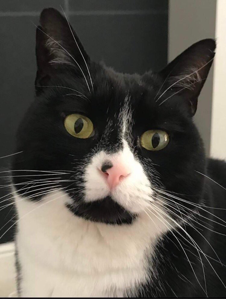 Khan4Wollaton's tweet photo. MISSING CAT Wollaton 🐈 

Please RT this message to help get this cat home? She has been missing since yesterday from Elvaston Road, Wollaton.

Could you please check your sheds or gardens?

Anyone with any information of her whereabouts, please DM me. https://t.co/DcPERTAm8u