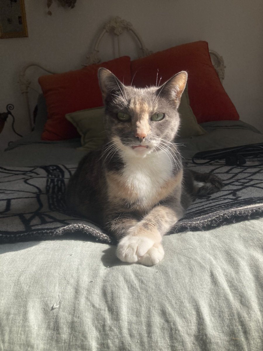 CurrantJam_pub's tweet photo. The cats of #CurrantJam, first introducing: Shark, weighing in at 10 lbs, fourteen years of age and with only 16 teeth left, she’s sure to make our editors smile https://t.co/Qd8OWXP6yP