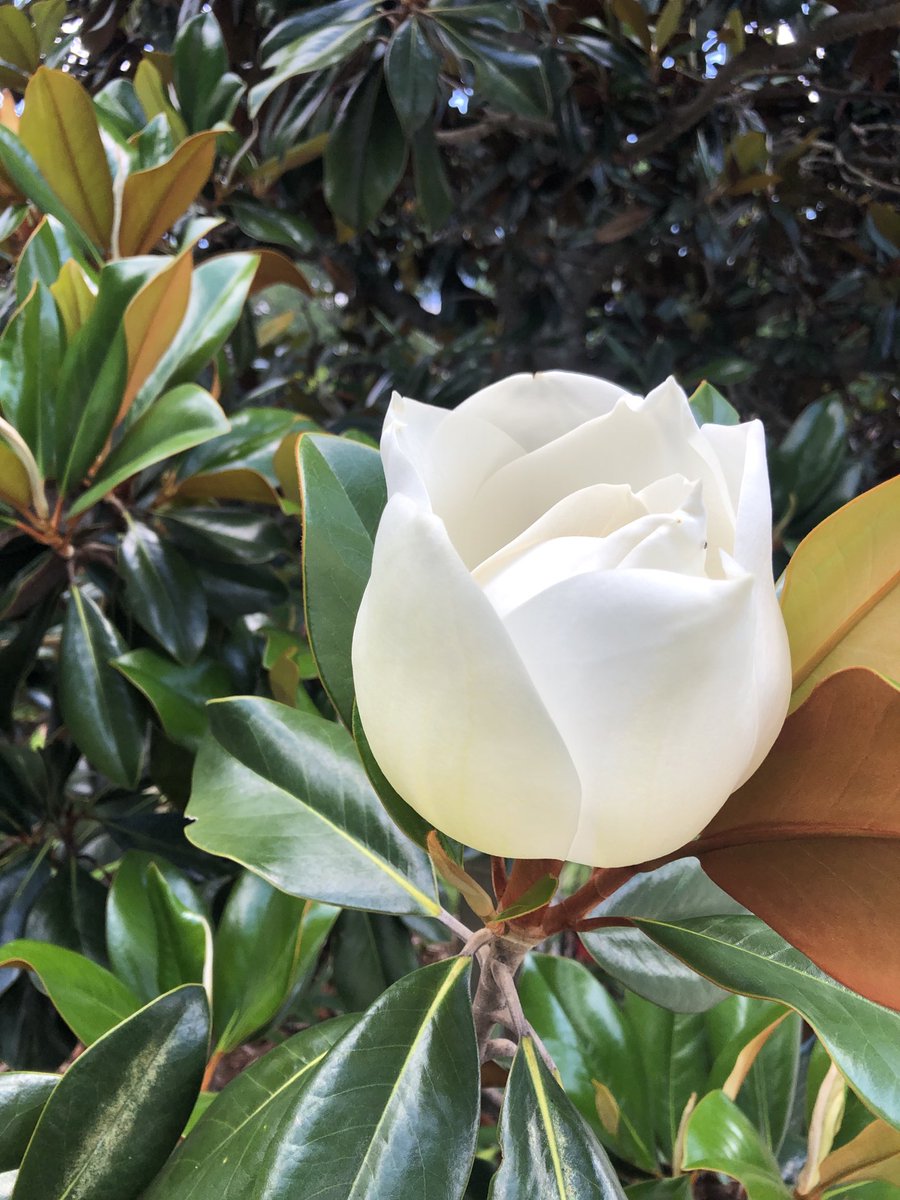 #SouthernMagnolia A Thing of Beauty…Joy for #Spring