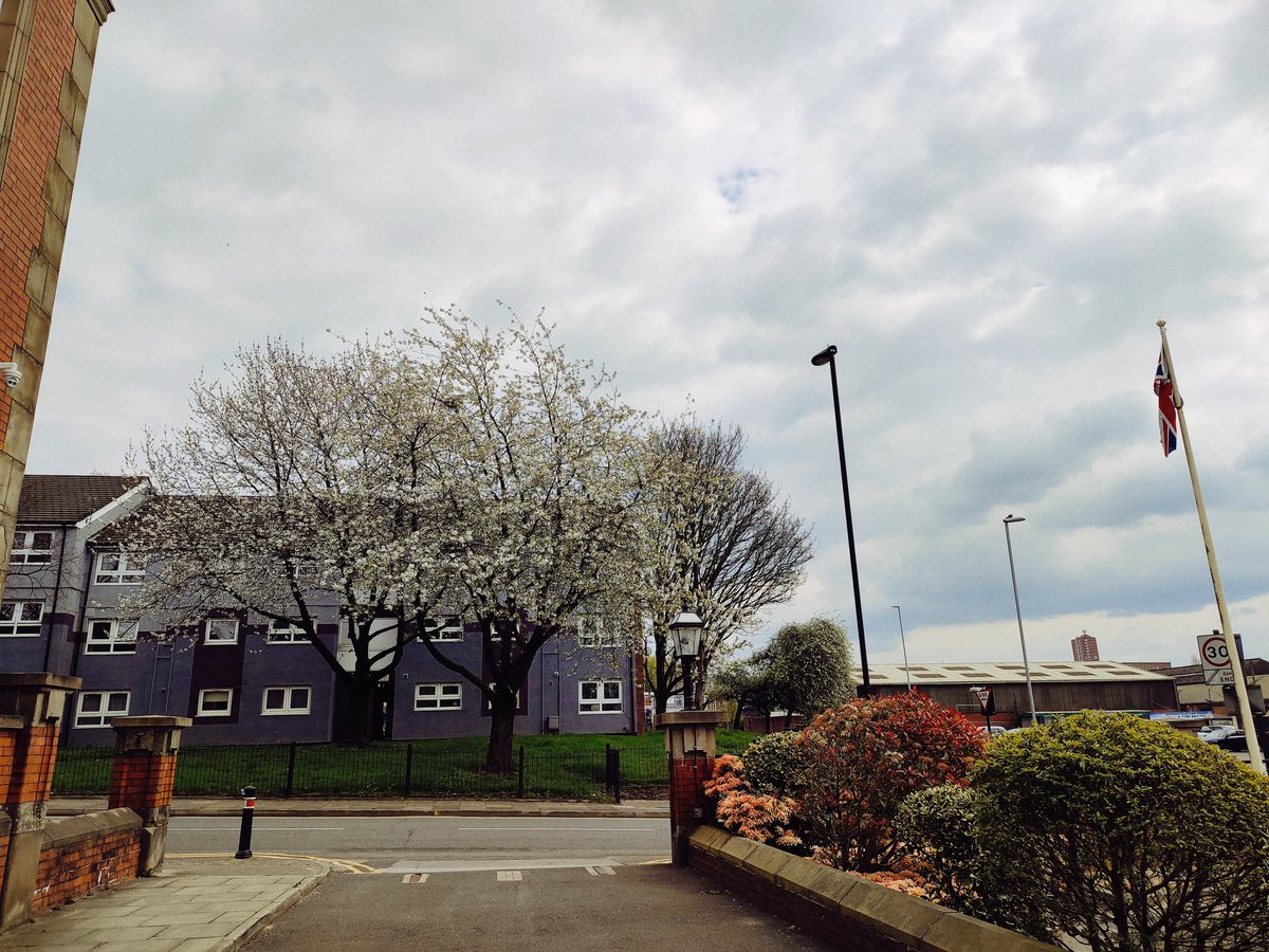 Chadderton & Coldhurst looking beautiful today in the spring sunshine @OldhamCouncil #springhassprung #blossomwatch #Oldham #loveOldham