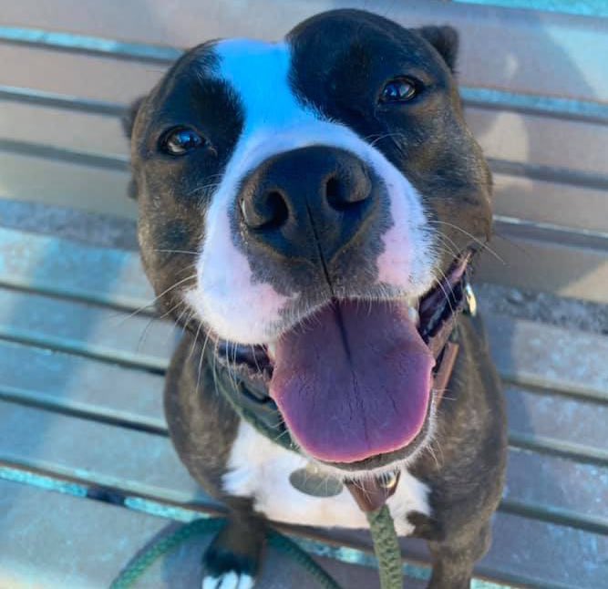 SoftSide1's tweet photo. Twitter! Today’s a great day to #OpenUpAndLet good dogs like Gotti and Rosie (both with the @PSPCA in Philly) into your heart! Because today is Gotti’s 698th day waiting for a happy home, and Rosie’s 701st! 😭 Find out more + adopt: https://t.co/qFVatP00XA or *please* RT to help! https://t.co/4XZcC0re6S