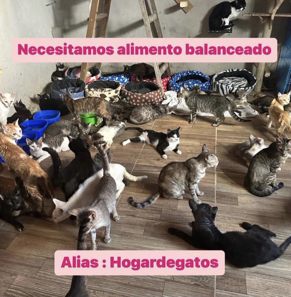 hogardegatos's tweet photo. NECESITAMOS ALIMENTO 🙏
El mes de marzo gastamos $1.000.000 en alimento y veterinario 😞
Tenemos todos los comprobantes.

Nuestro alias : hogardegatos

Más datos e info abajo ⬇️

#ayuda #gatos #viral #parati #fyp https://t.co/yLvTARm5ez