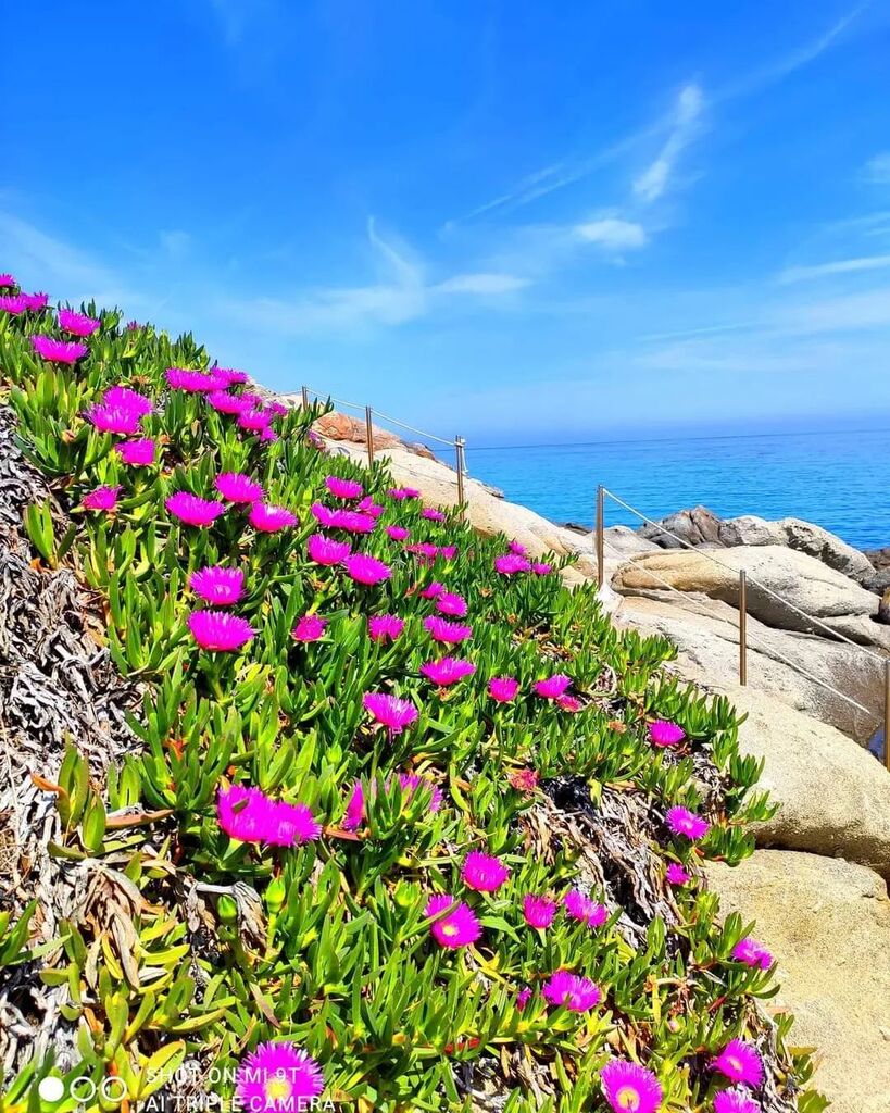 isoladelbaapp's tweet photo. La #spiaggia di #santandrea a #marciana #elba nello scatto di Andrea Dini
Continuate a taggare le vostre foto con #isoladelbaapp il tag delle vostre #vacanze all'#isoladelba https://t.co/DRhg3TwiUn
