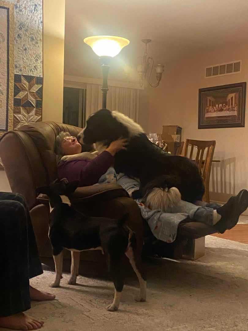 the wife getting mugged by a Karakachan pup.