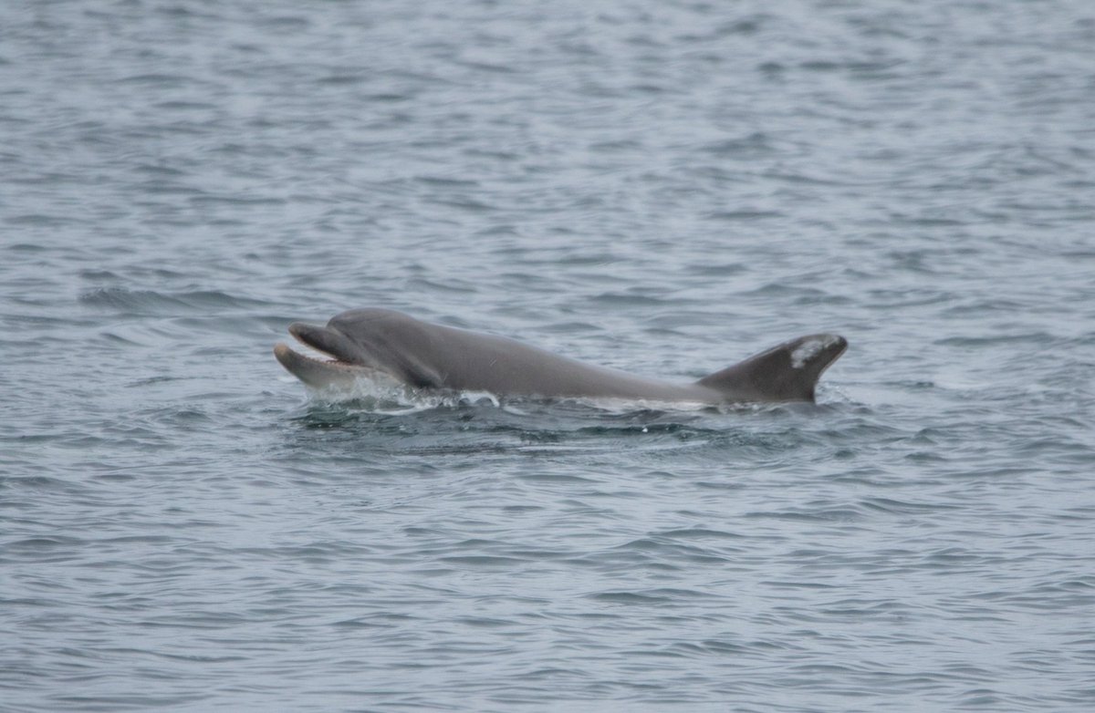 We were very privileged to have 2 bottlenose dolphins not only visit but stick around #strangfordlough for over 2 weeks recently. We observed them following the ferry, riding the wake of boats, and even witnessed long periods of snoozy behaviour in the surrounding marinas🐬