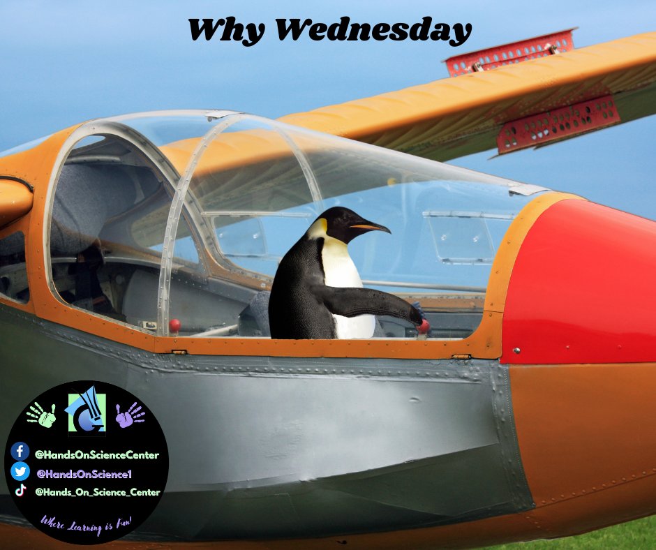 HandsOnScience1's tweet photo. Why can't penguins fly? Penguins' combination of high weight and small highly specialized flippers is one of the biggest reasons penguins can not fly! https://t.co/5Z8ptDRkml