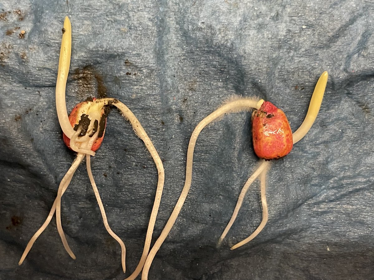 Nate LeVan tweet media