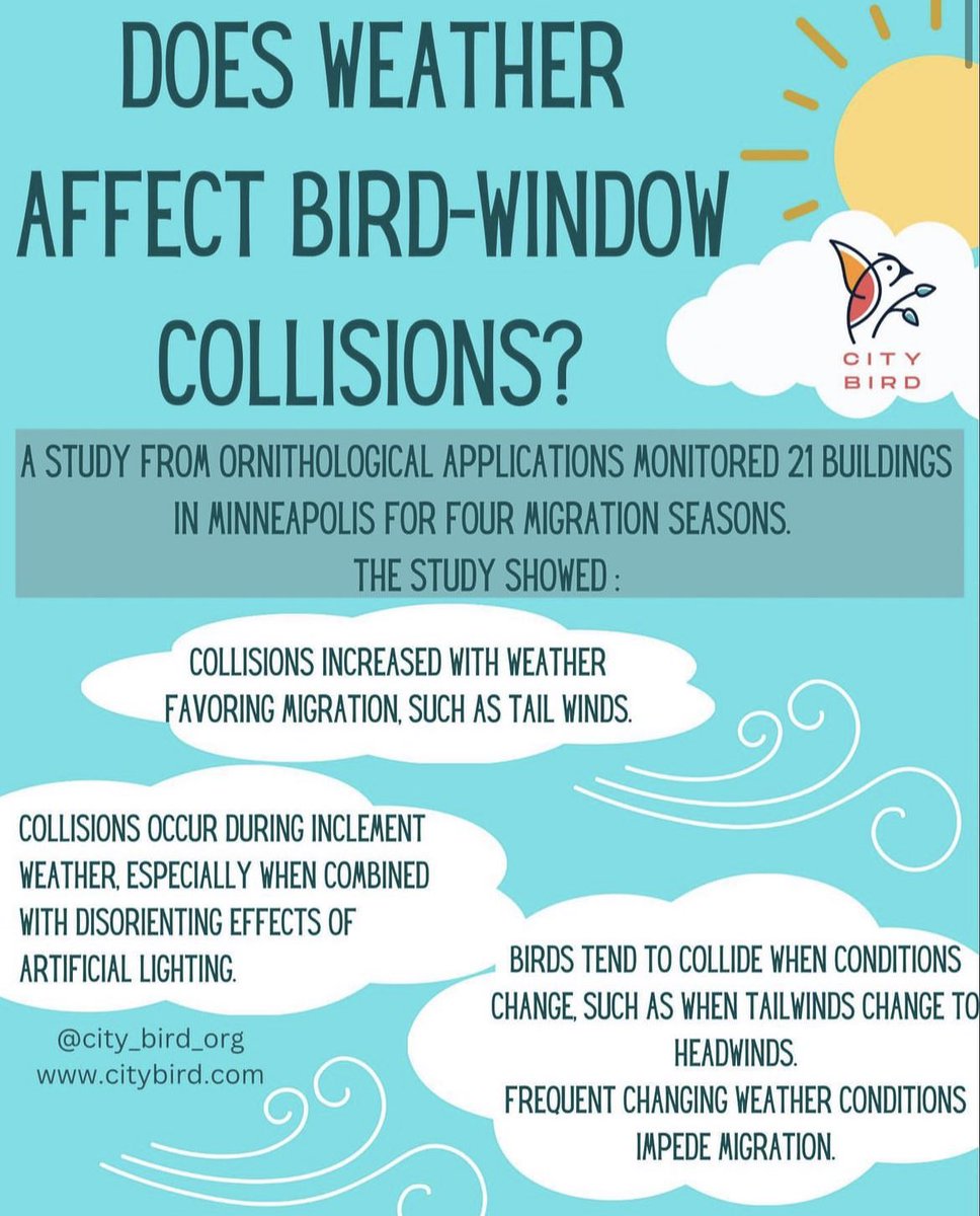 city_bird_org's tweet photo. Did you know that weather can impact the probability of bird-window collisions? Check out the source in our bio for more information! #birdwindowcollisions #citybird #MakeWindowsBirdSafe https://t.co/wMlUbr1MhN