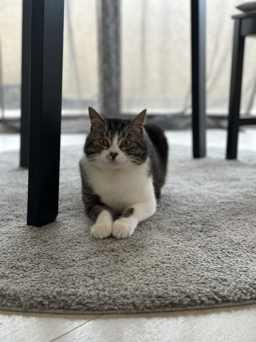 Bengü Sarıca Dinçer tweet media