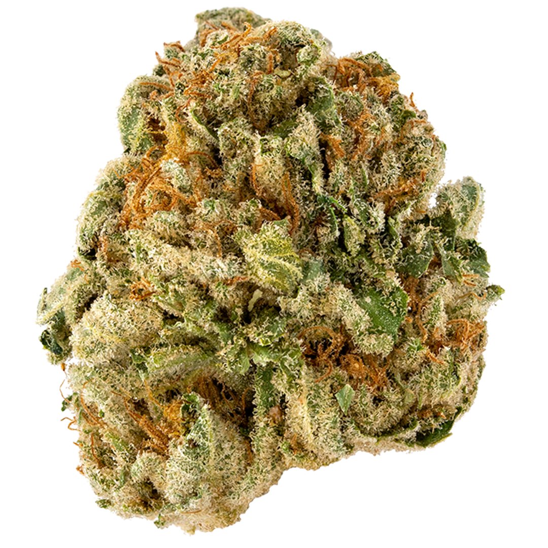Cured420's tweet photo. Strain of the day

Critical

Critical is an indica-dominant hybrid that is a cross between Afghani and Skunk. It is a great aphrodisiac and will make you feel sleepy and relaxed. #StonerFam #stoners #CannabisCommunity #weed420 https://t.co/g9IPoAy8b3