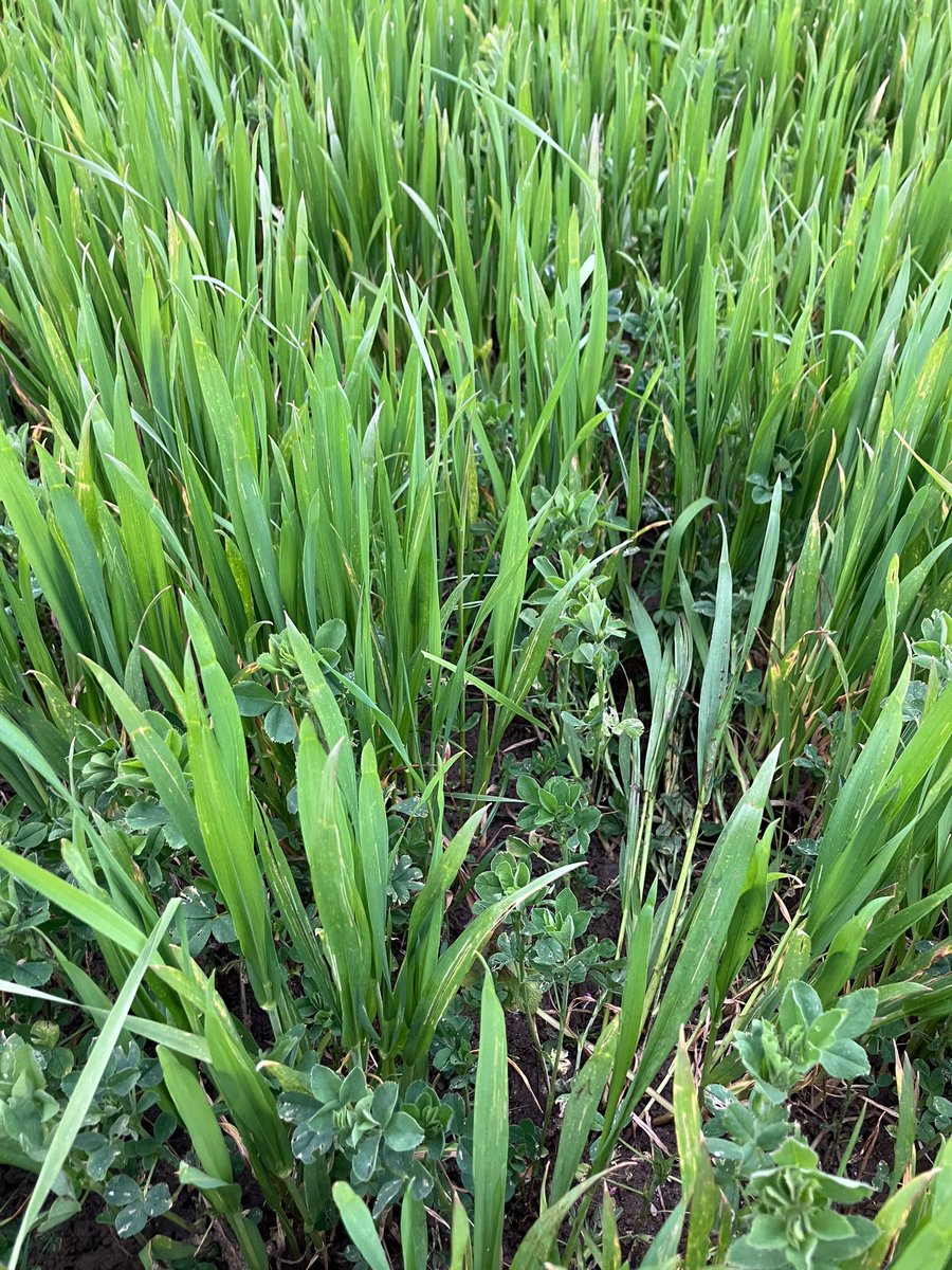 Middlehall farm tweet media