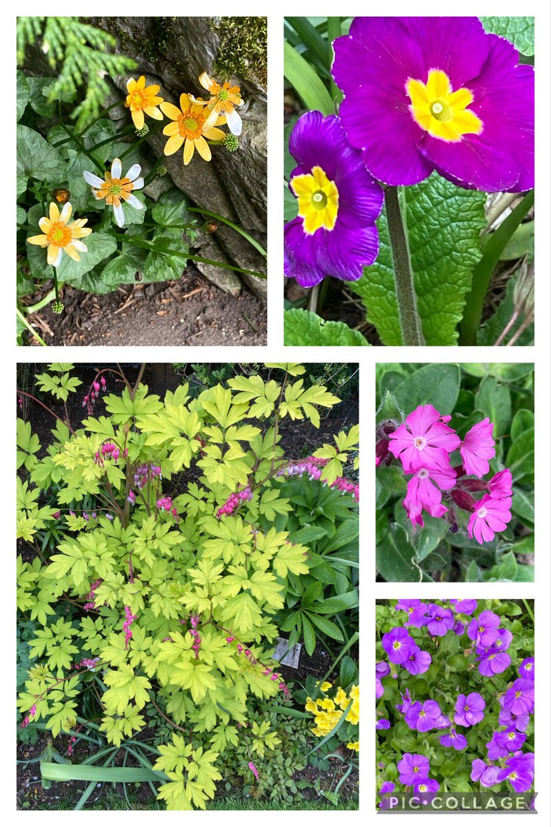 Lots of colour appearing around my garden 💐#springtime #coolweather #myflowers #Englishgardens