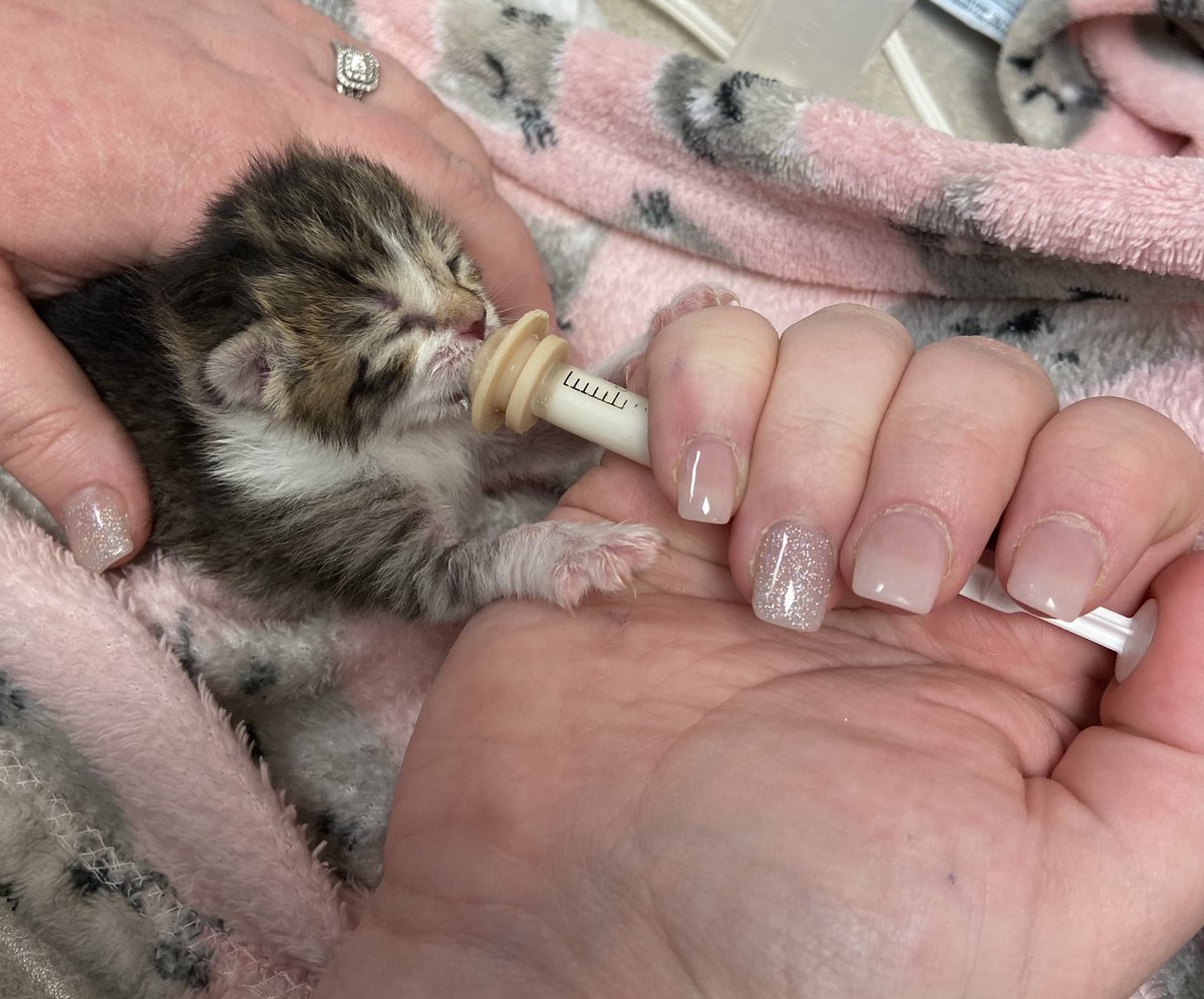 CaptKRParanto's tweet photo. Happy Wednesday from Chesterfield County Animal Services! @CCPDVa https://t.co/e1hK9EhOs8