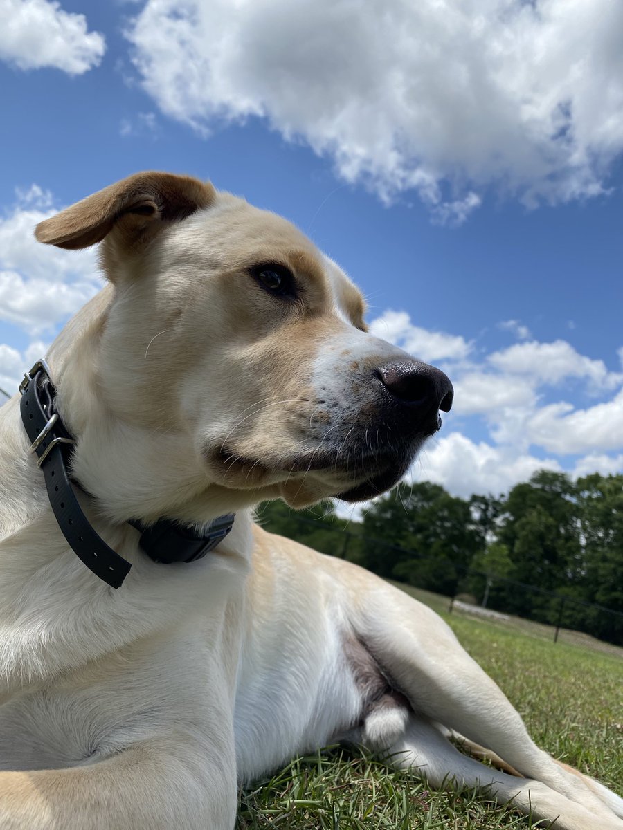 MaxChester21's tweet photo. Max enjoying the ☀️ 

#MaxChester #sunshine #DontWorryBeHappy #yellowlab #copperlab #Brothers #DogsOnTwitter #LabradorRetriever https://t.co/YMTY2Fzlfo