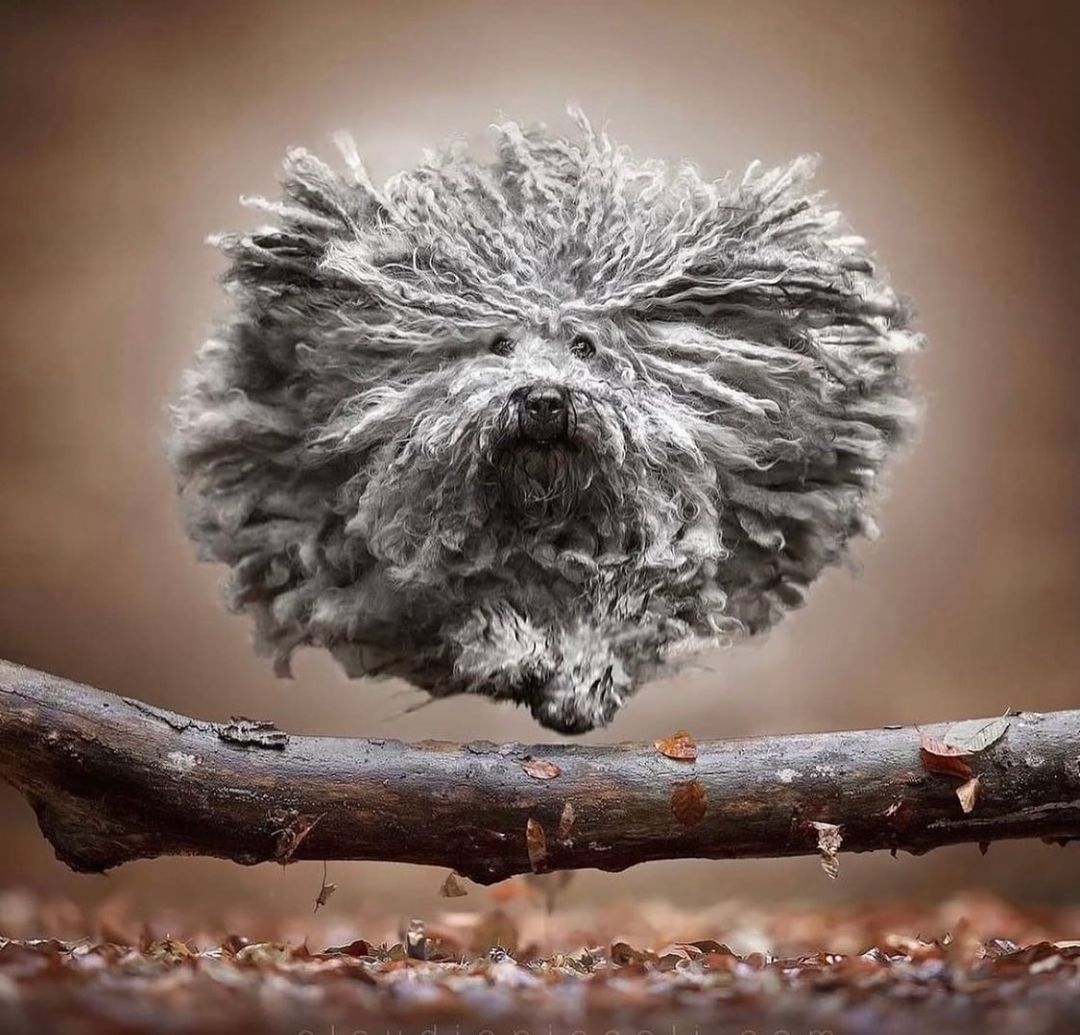 aDisenoMX's tweet photo. El fotógrafo italiano Claudio Piccoli Photography se especializa en capturar imágenes del mejor amigo del hombre; ha ganado premios internacionales por su trabajo y además imparte cursos profesionales de fotografía.
#design #diseño #photography #dogsinaction https://t.co/0at8LVHDJK