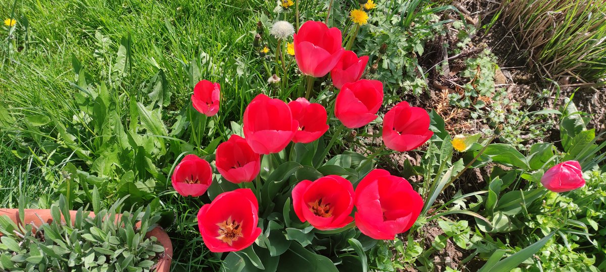 AndrejSocic's tweet photo. Tulips time 😊 https://t.co/yOt1OyIbeE
