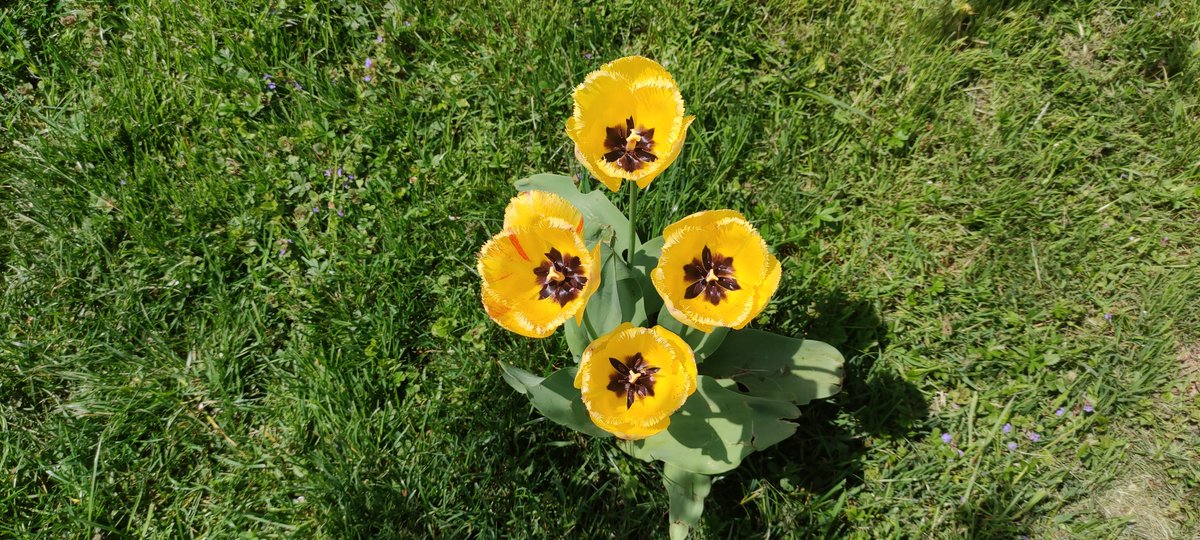 AndrejSocic's tweet photo. Tulips time 😊 https://t.co/yOt1OyIbeE