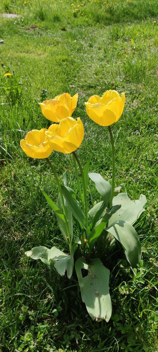 AndrejSocic's tweet photo. Tulips time 😊 https://t.co/yOt1OyIbeE