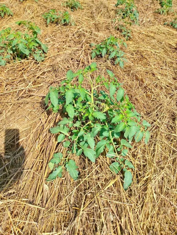 RightCohen's tweet photo. @Fredmunene_ You have left behind Mulching!!
*Mulching helps to keep the soil moist, controls the spread of pests and diseases and controls weeds.
*Mulching also protects the fruits from touching on the bare ground which causes fruit rotting. 

Mulching is done two weeks after Transplanting. https://t.co/7t48CmsDR8