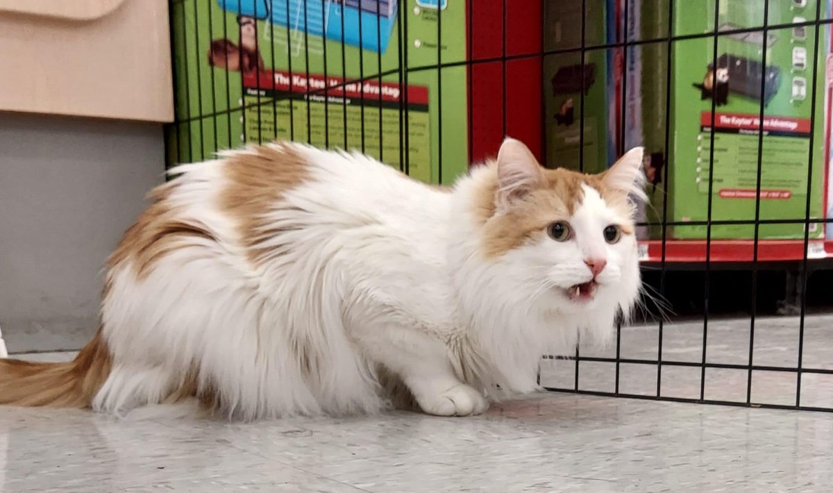 MyKittyVinnie's tweet photo. he name of toby, adoptable in Kansas City. he a solo type of cat… but adorabable and soft type! adopt him thru @kcpetproject !!! https://t.co/gk9dL2UMYZ