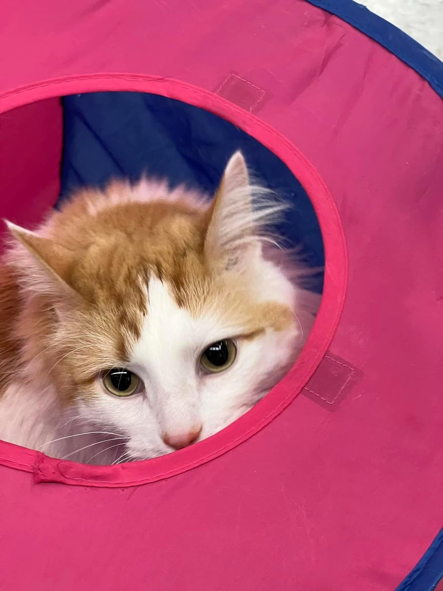 MyKittyVinnie's tweet photo. he name of toby, adoptable in Kansas City. he a solo type of cat… but adorabable and soft type! adopt him thru @kcpetproject !!! https://t.co/gk9dL2UMYZ