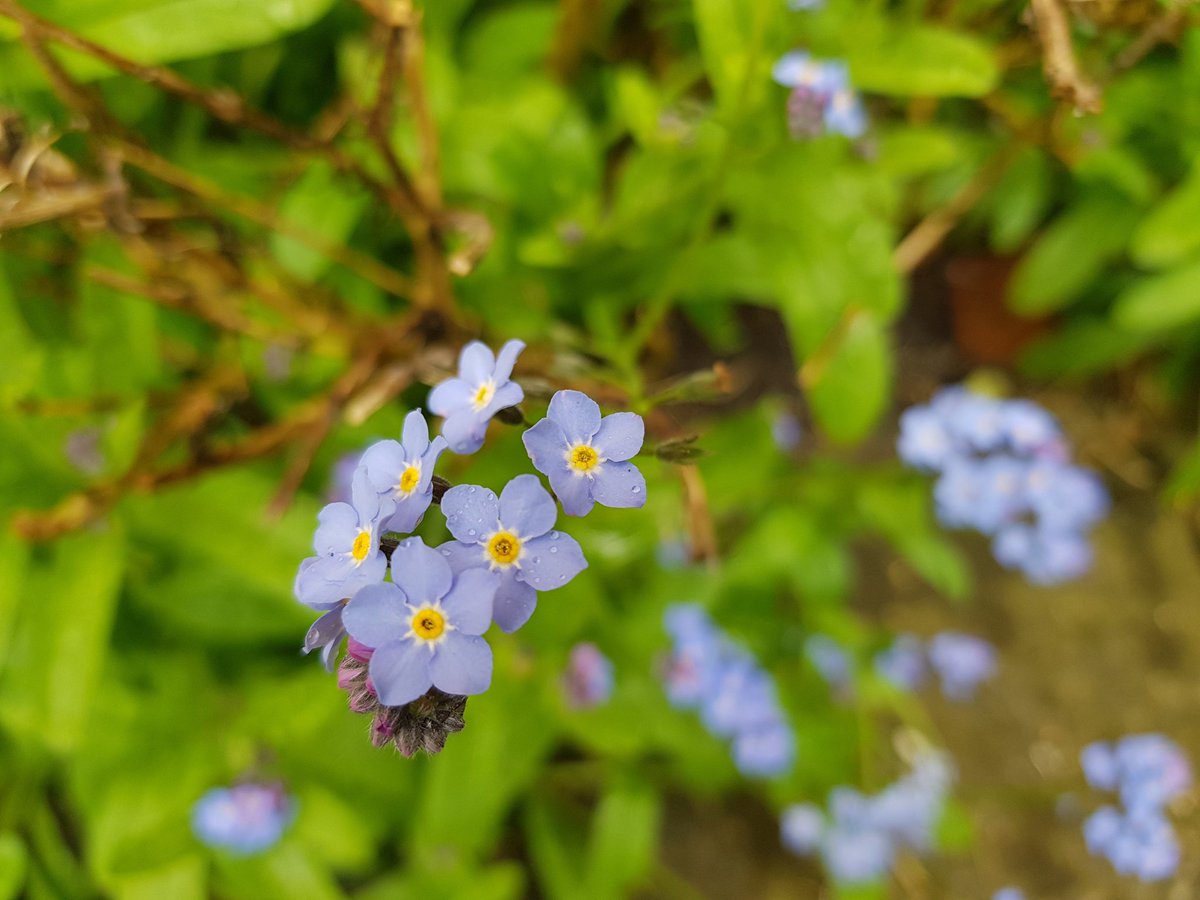 kendie's tweet image. Lovely to see the garden coming to life. Lots of forget-me-nots which are the flowers for Alzheimer's so a nice tribute to Mum ❤  #dementia #Alzheimers #rememberingmum #mymum #mygarden