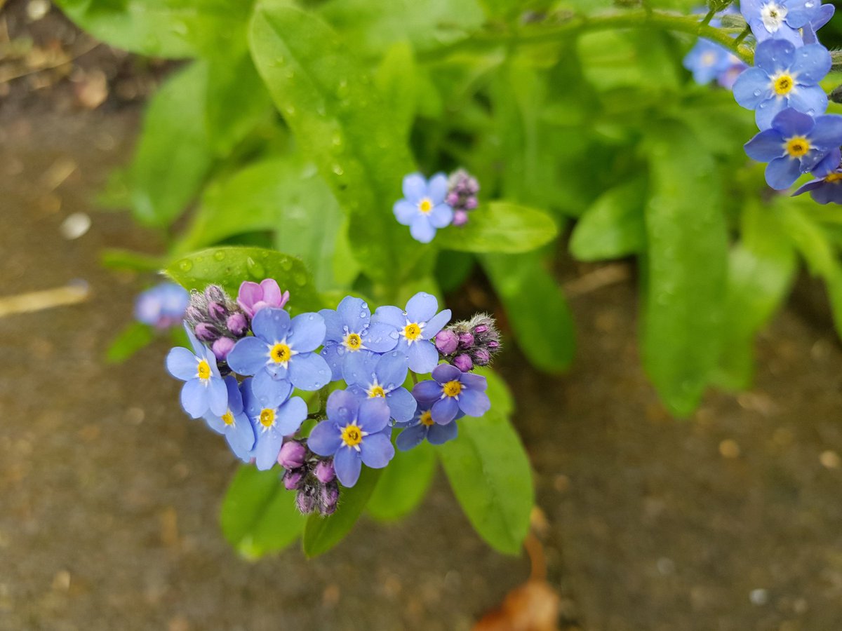kendie's tweet image. Lovely to see the garden coming to life. Lots of forget-me-nots which are the flowers for Alzheimer's so a nice tribute to Mum ❤  #dementia #Alzheimers #rememberingmum #mymum #mygarden