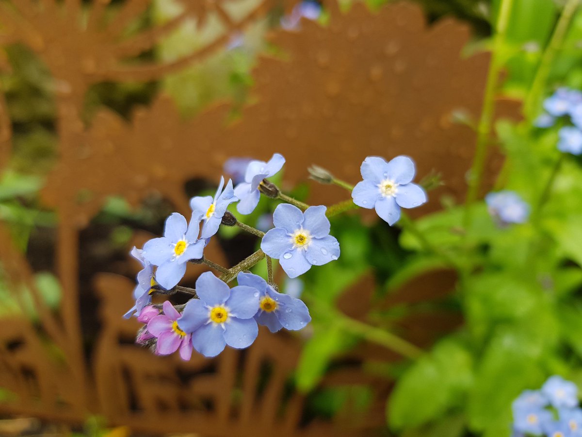 kendie's tweet image. Lovely to see the garden coming to life. Lots of forget-me-nots which are the flowers for Alzheimer's so a nice tribute to Mum ❤  #dementia #Alzheimers #rememberingmum #mymum #mygarden